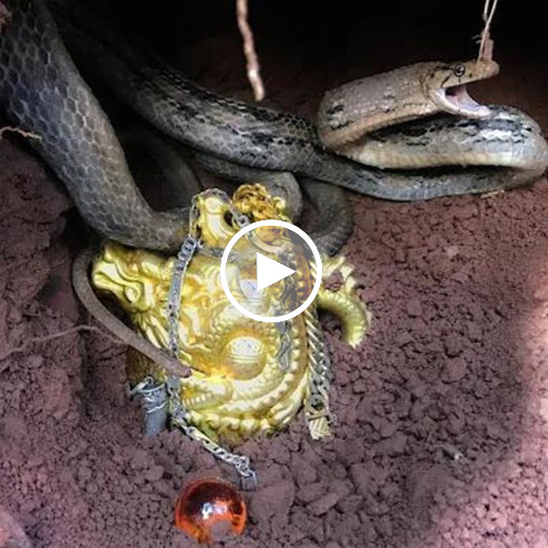 A significant discovery of an ancient gold jar and a large daon serpent was made in a cave (video).