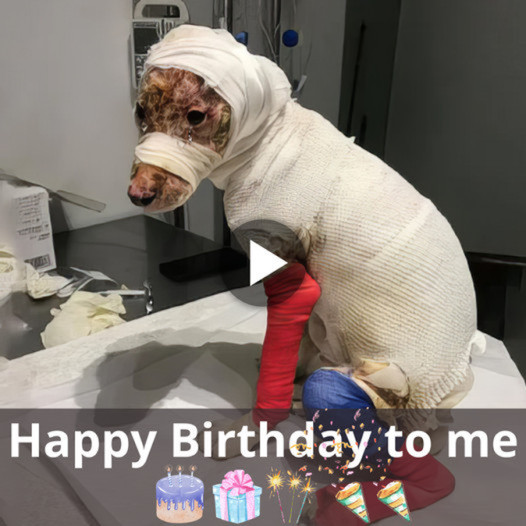 “A Birthday Commemoration: The Inspiring Tale of a Canine’s Swift Rescue and Remarkable Recovery”